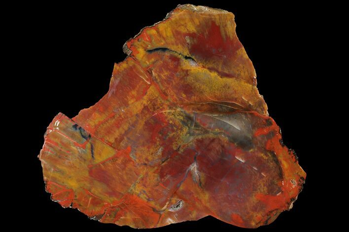 Beautiful Red/Yellow Arizona Petrified Wood Slab - #94547